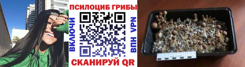 Псилоцибиновые грибы GOLDEN TEACHER  купить наркотики сайты  Томск 
